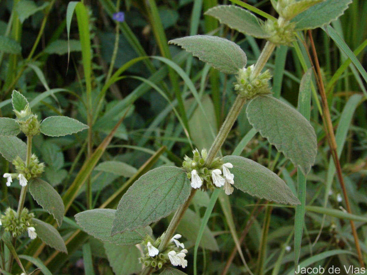 Leucas marrubioides Desf.